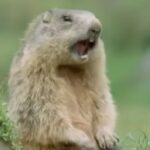Funny talking animals: Alan!.. Alan!.. Steve! | Walk on the Wild Side - BBC - YouTube