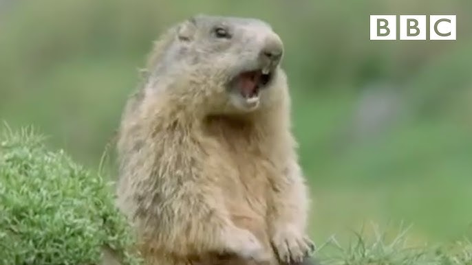 Funny talking animals: Alan!.. Alan!.. Steve! | Walk on the Wild Side - BBC - YouTube